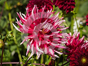Closeup of a red spiky cactus Dahlia with double-flowering bloom