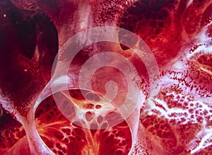 Closeup of red sponge