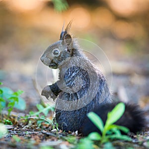 Closeup of a red squirrel photo