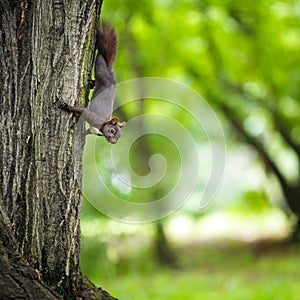 Closeup of a red squirrel photo