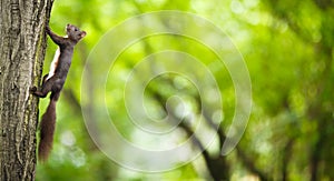 Closeup of a red squirrel photo