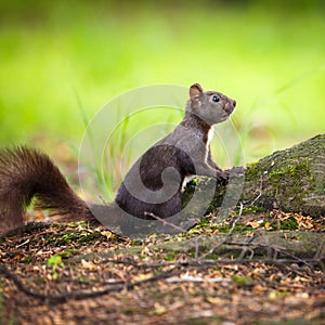 Closeup of a red squirrel photo