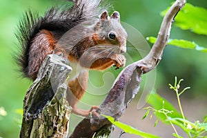 Closeup of a red squirrel eating a nut on the tree branch