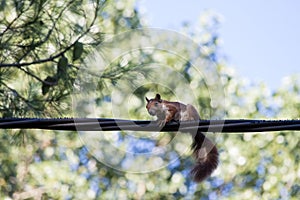 Closeup of a Red squirrel, Sciurus vulgaris standing on black wires