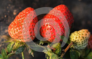 Closeup red strawberries