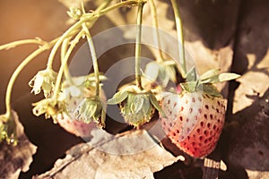 Closeup of red strawberries with planting strawberry background