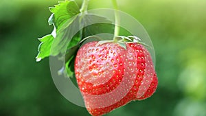 Closeup of red strawberry isolated on green background.