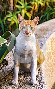 Closeup of a red stray cat in Israel, cutted ear piece means the cat is sterilized. Cat looks directly asking for food