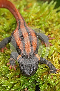 Closeup of the red-tailed knobby newt or Kweichow crocodile newt