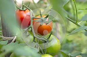 closeup on red tomatoes ripening in a vegetable garden attached to a guardian