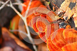 Closeup of red Trametes versicolor fungus