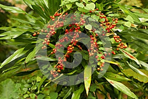 Closeup of red tropical berries in jungle