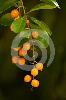 Closeup of red tropical berries - twig macro