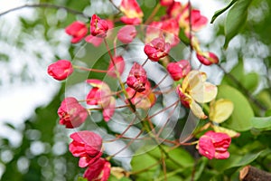 Closeup of the red tropical hawaiian flowers