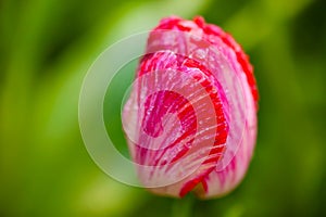 Closeup red tulip in the garden