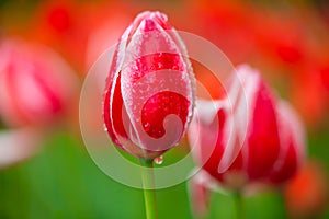 Closeup red tulip in the garden