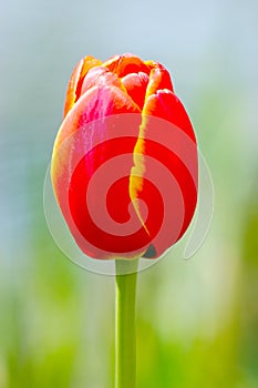 Closeup red tulip in blossom