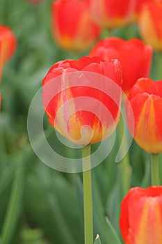 Closeup of a red tulip in the lush field of tulips