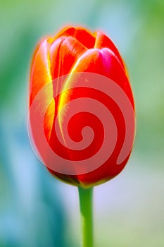 Closeup red tulip in sky background