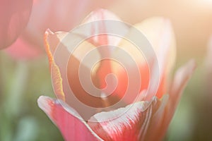 Closeup of red tulip, soft selective focus, blurred background