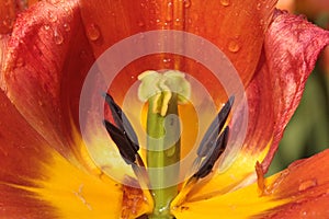 Closeup of a red tulip stamen in a garden under the sunlight in the Netherlands