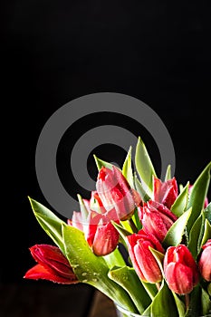 Closeup red tulips flowers bouquet and green leaves on black background, copy space