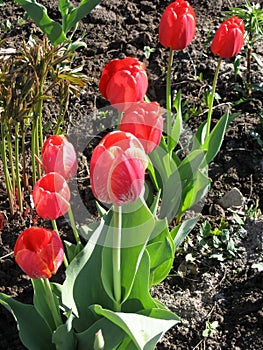 Closeup of red tulips flowers with green leaves in the park outdoor. Beautiful spring blossom under sunlight in the