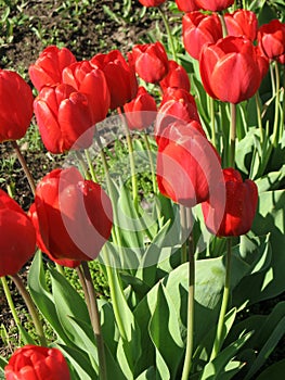 Closeup of red tulips flowers with green leaves in the park outdoor. Beautiful spring blossom under sunlight in the