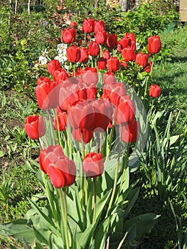 Closeup of red tulips flowers with green leaves in the park outdoor. Beautiful spring blossom under sunlight in the