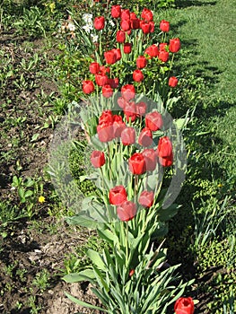 Closeup of red tulips flowers with green leaves in the park outdoor. Beautiful spring blossom under sunlight in the