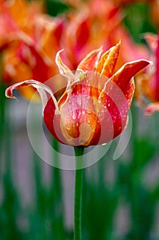 Closeup of red tulips in the rain