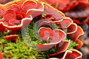 Closeup of red turkey tail fungus, Trametes versicolor, and moss on a tree bark