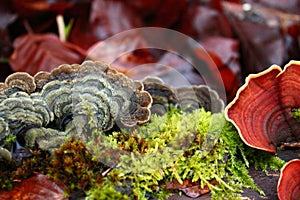 Closeup of red turkey tail fungus, Trametes versicolor, and moss on a tree bark