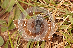 Closeup on the Red-underwing Skipper butterfly, Spialia sertorius, sitting on the ground with spread wings photo