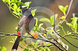 Closeup of a red-vented bulbul, Pycnonotus cafer.