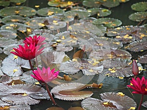 Red Water lily Plantae, Sacred Lotus, Bean of India, Nelumbo, NELUMBONACEAE name flower in pond Large flowers oval buds Pink