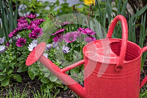Closeup of red watering can in garden of daisies after rainfall