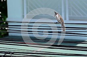 Closeup of red-whiskered bulbul bird on the cable