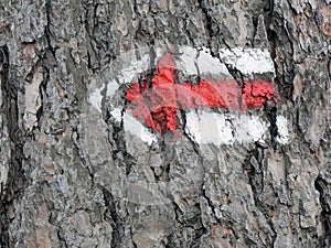 Directional arrow on tree