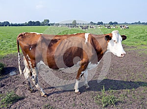 Closeup of red and white cow in meadow with other cows near woudenberg in the province of utrecht in the netherlands