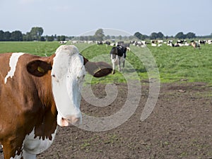 Closeup of red and white cow in meadow with other cows near woudenberg in the province of utrecht in the netherlands