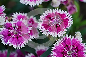 Closeup of red white Dianthus flower Dianthus chinensis in garden