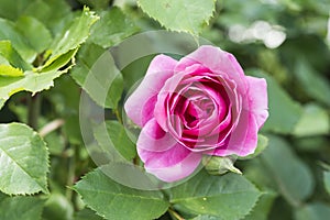 Closeup of red white rose flower in a garden