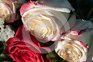 Closeup of red and white roses on tabletop