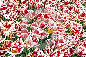 A closeup of red and white tulips in sun light