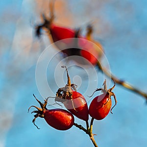 Closeup of Red Wild Roses Plants Against Blurred Autumn Sky in Polesye Natural Resort in Belarus