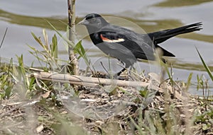 Closeup of a red-winged blackbird (Agelaius phoeniceus) in mud next to a creek in Fishers, Indiana