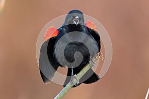 Closeup of the red-winged blackbird (Agelaius phoeniceus) perched on a branch with a pink background