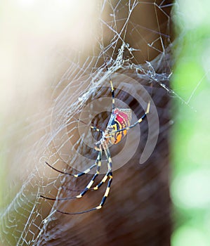 Closeup of the red, yellow and black spider Trichonephila clavata in the spiderweb, also known as Joro spider, member of the