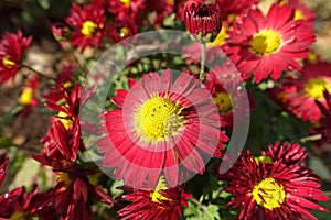 Closeup of red and yellow flower of Chrysanthemum in November